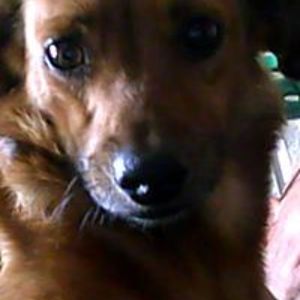 squazeedlebazoop avatar