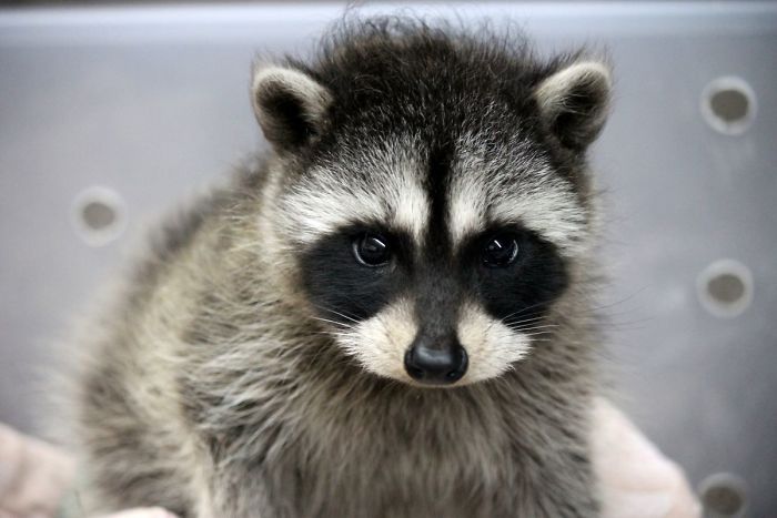 Cute Raccoon