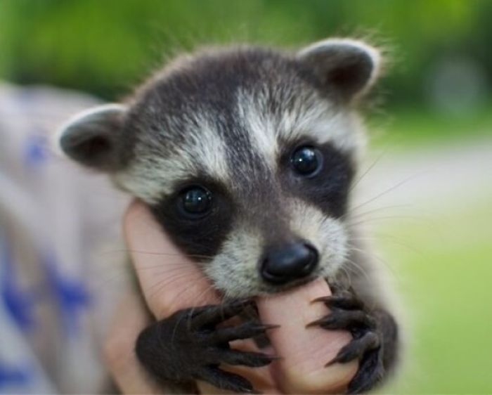 Cute Raccoon