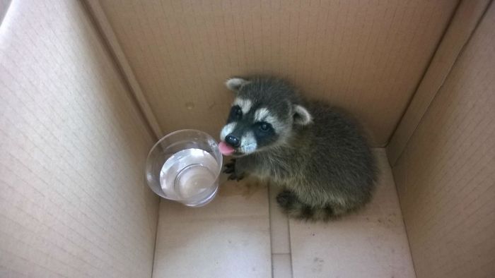 Cute Raccoon