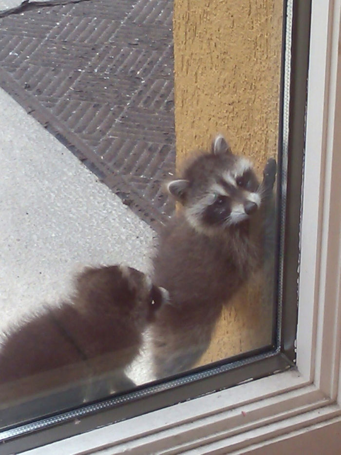 Cute Raccoon
