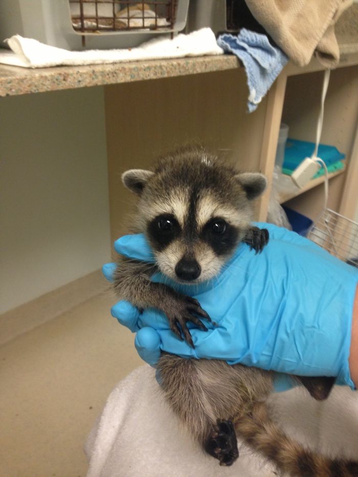Cute Raccoon