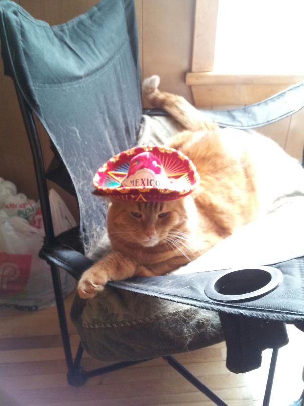 Found A Tiny Hat At A Garage Sale. It Only Really Fits One Member Of My Household