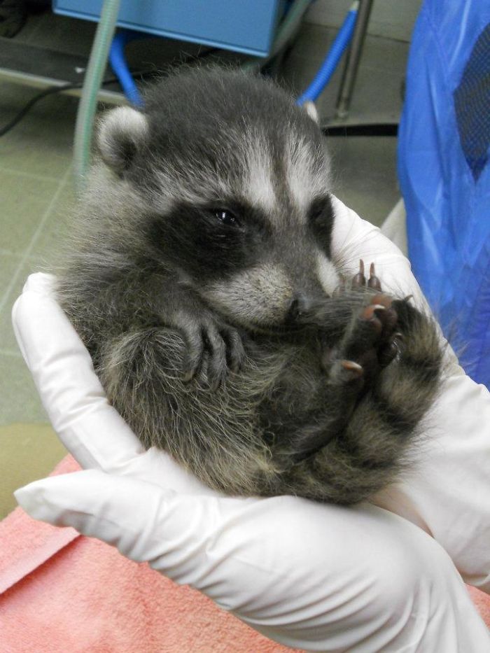 Adorable-cute-raccoons