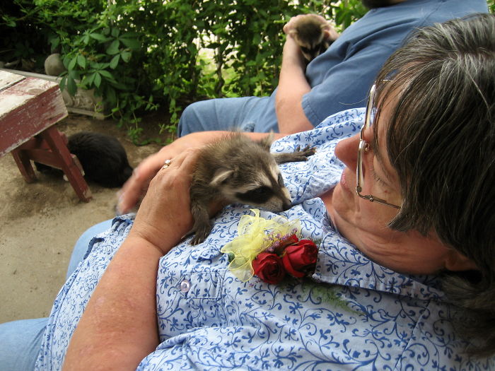 Adorable-cute-raccoons