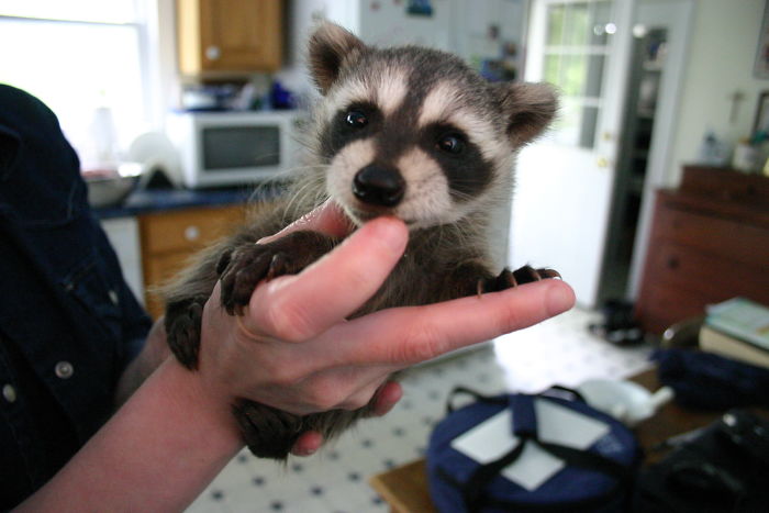 Adorable-cute-raccoons