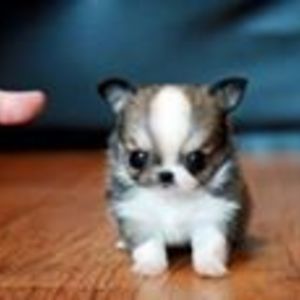 octavia_barca avatar