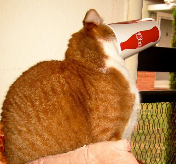 My Cat Was Trying To Get The Water From My Cup And Got Stuck.