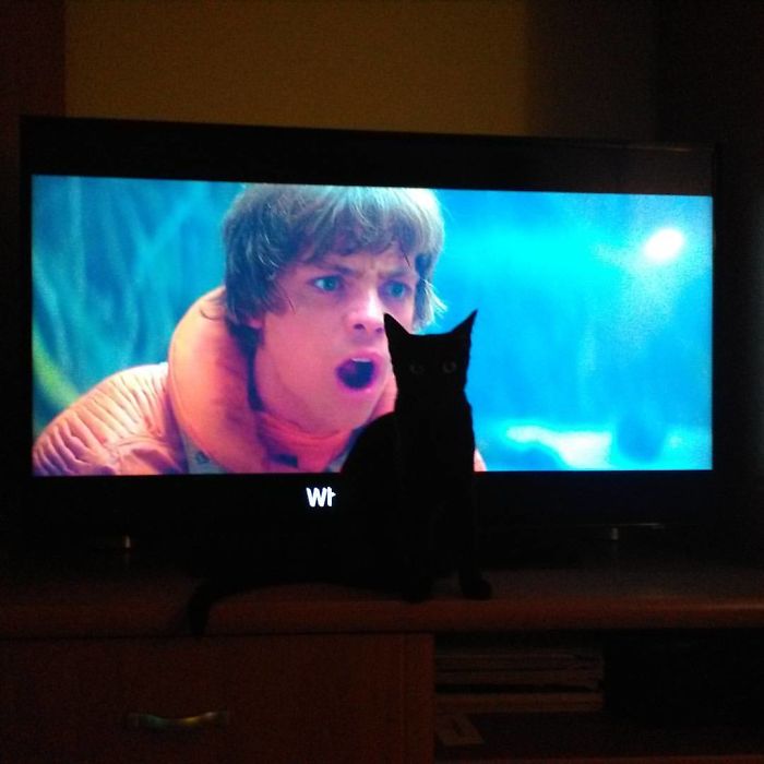 My Cat Zuzi Loves To Stay In Front Of The Tv