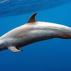 miriameknutson avatar