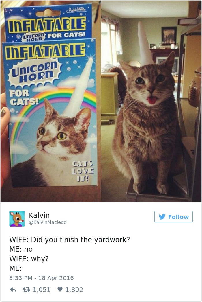 Cat wearing an inflatable unicorn horn and sticking tongue out, showing a humorous side of marriage distractions.