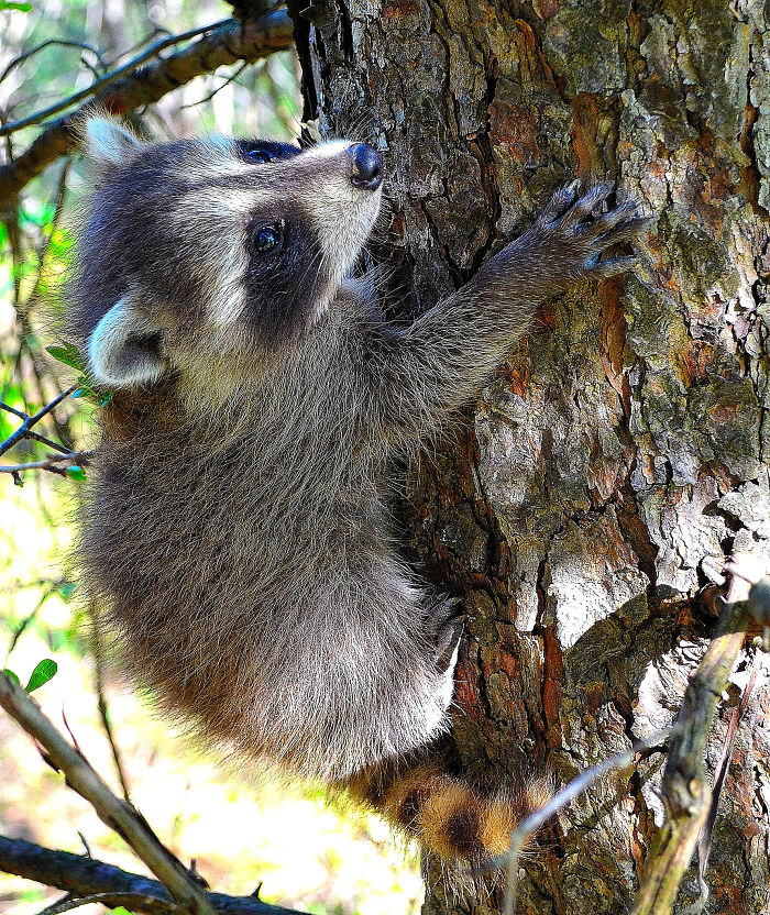 Adorable-cute-raccoons