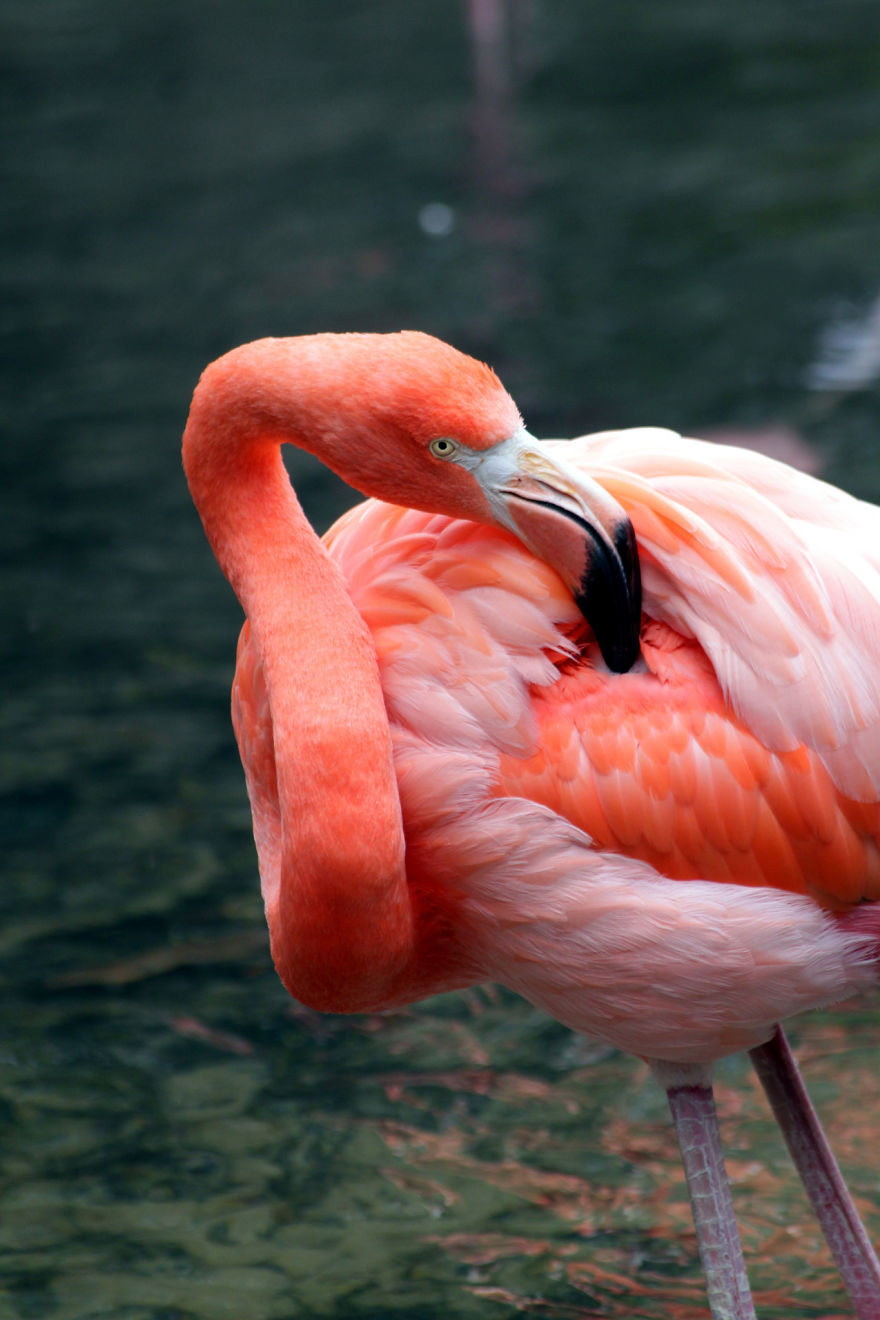 Pink-flamingo-day-2017