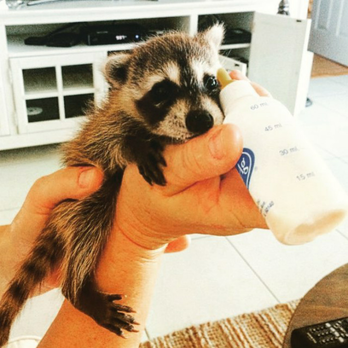 Adorable-cute-raccoons
