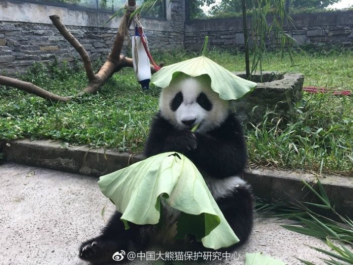 Hey Bored Pandas, Let Me Tell You How The Real Panda Babies Escape From The Blaze Of The Hot Sun