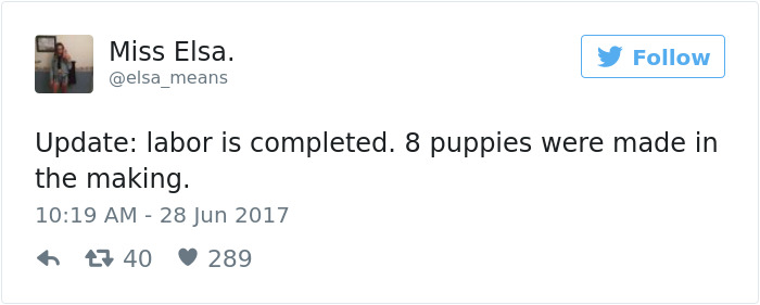 This Pregnant Dog Just Had A Maternity Photoshoot, And People Just Can't Handle It