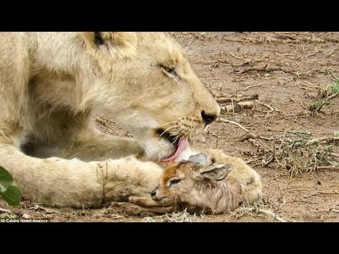 Lion Adopts Tiny Newborn Antelope Carrying It In Its Mouth Like A Cub And Even Licking The Calf Clean