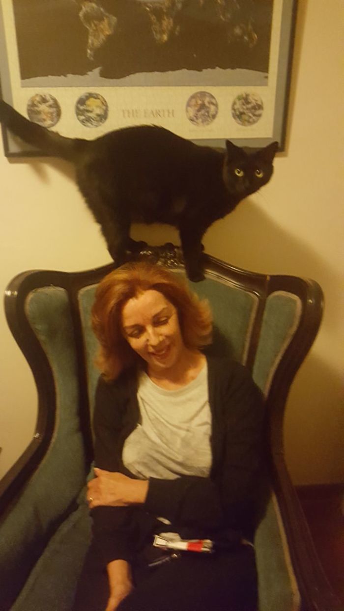 My Cat Loves Walking On Mom's Head
