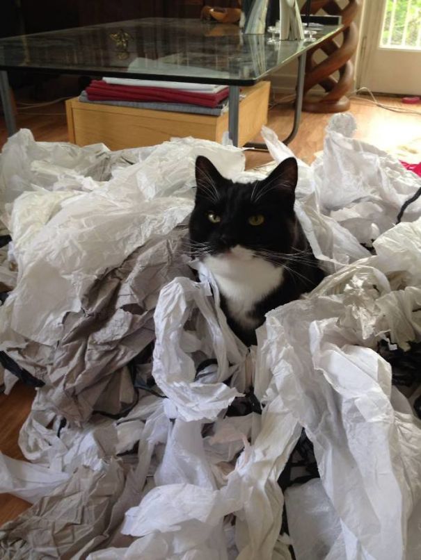 There Was A Fly. It's Gone Now....