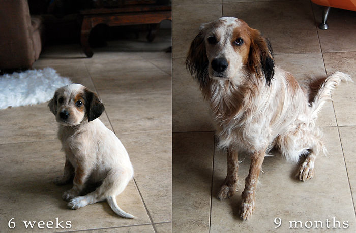 Una - An English Setter Mix Girl