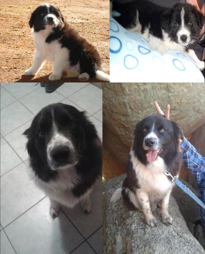 This Is Ace. Top Right Is The Day We Brought Him Home, Top Left Is A Couple Of Months, Bottom Two At 4 Years Old.