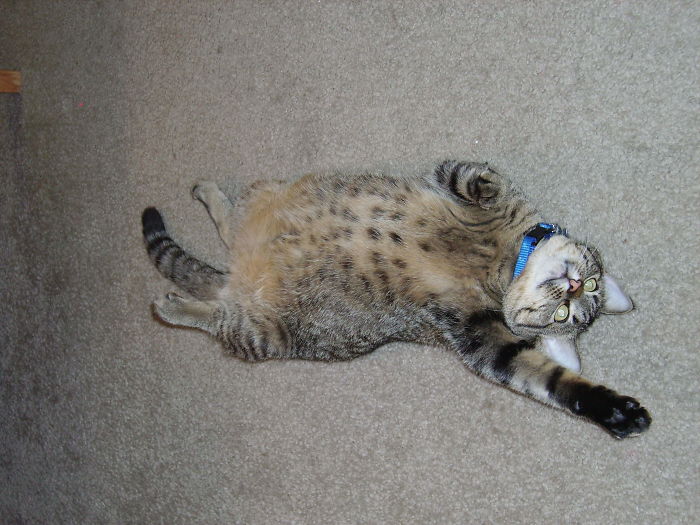 She Thinks She's A Dog. When She Wants A Belly Rub, She Will Assume The Position By Your Feet.