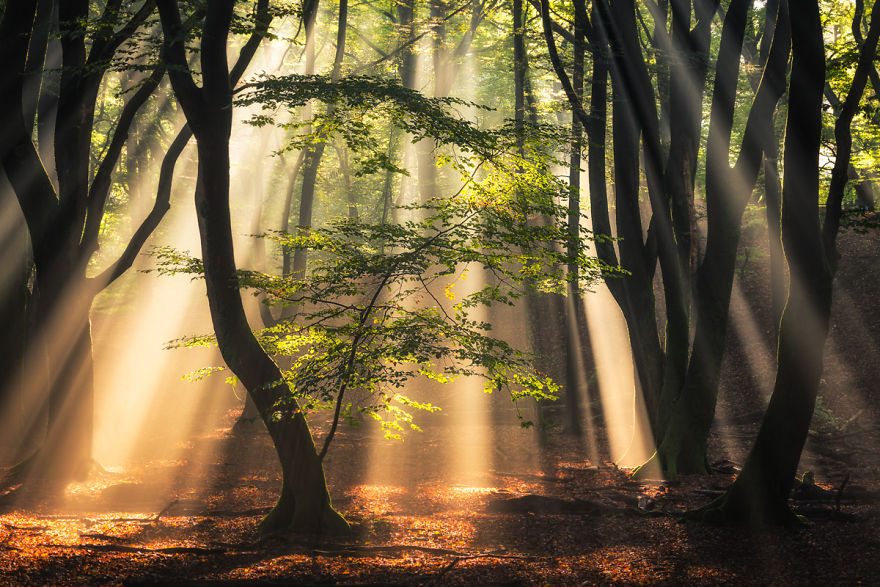 Collection Of Amazing Sunrays In The Forest In The Netherlands
