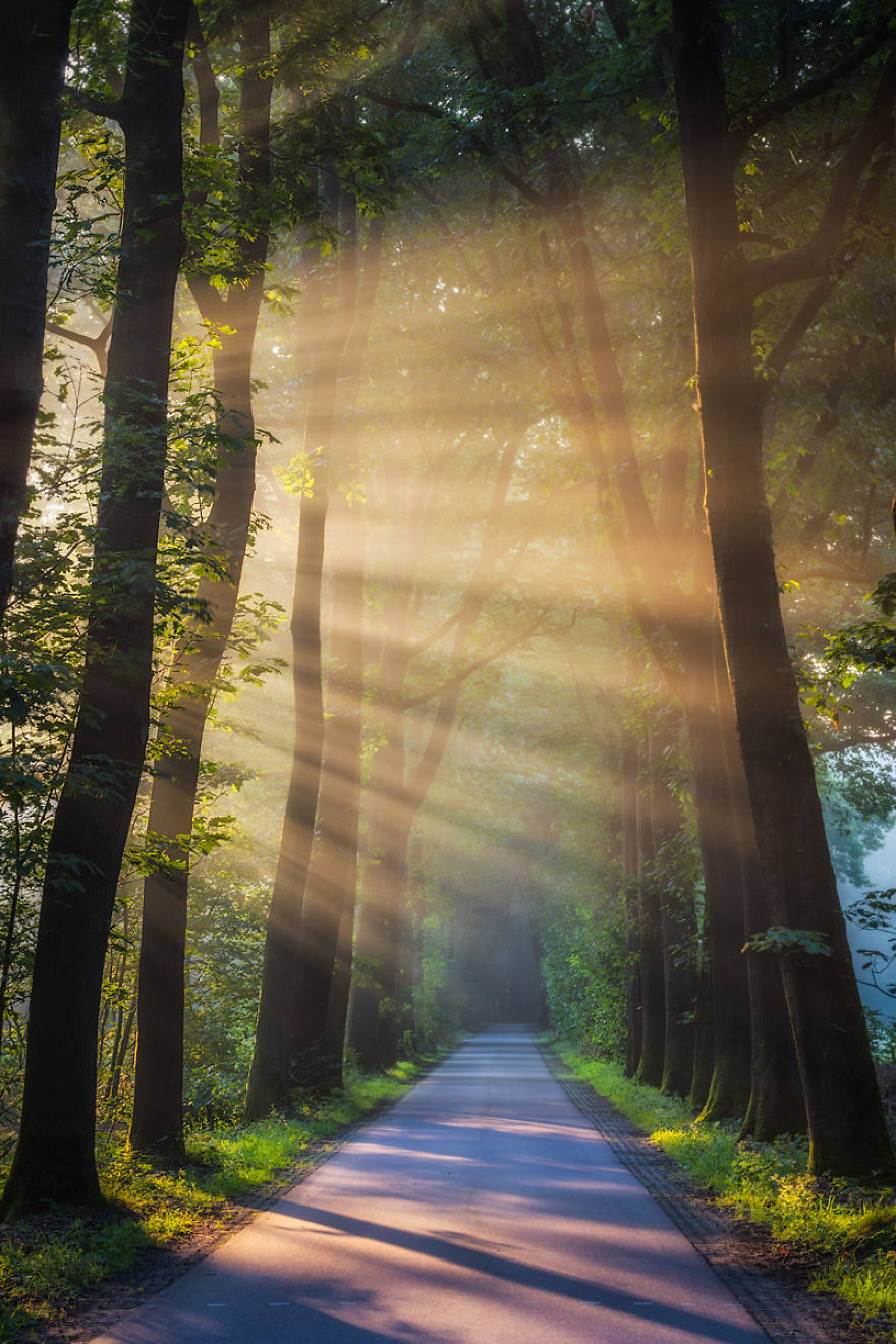 Collection Of Amazing Sunrays In The Forest In The Netherlands