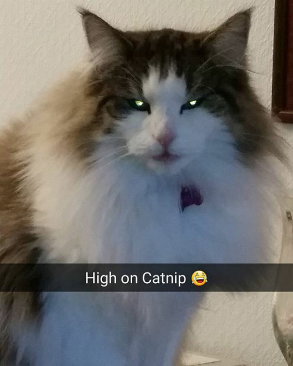 Trolle, My Poor Baby. Kinda Scary