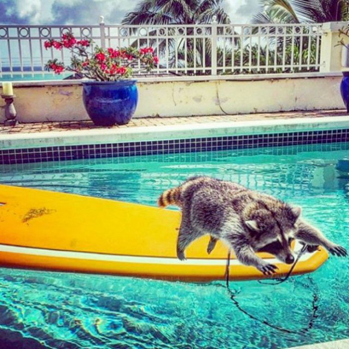 Adorable-cute-raccoons