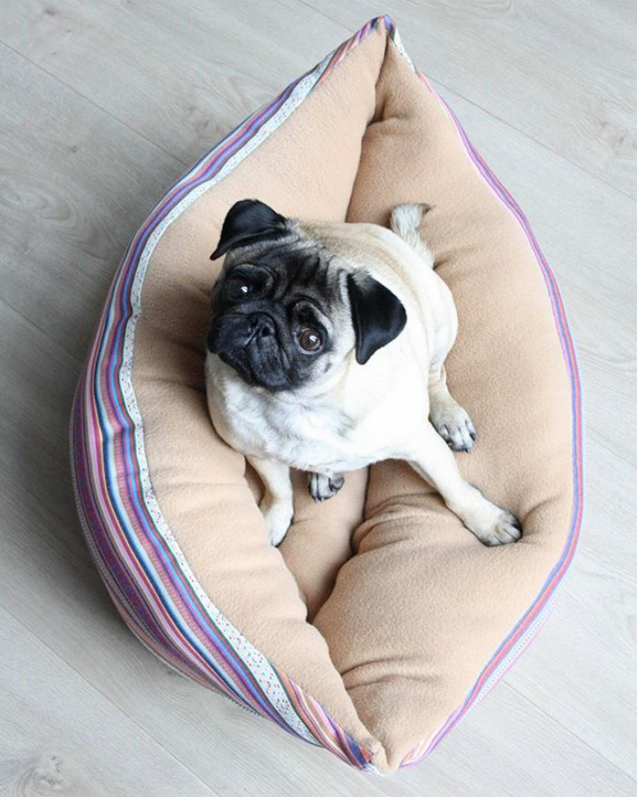 These Two Pugs Have The Hardest Job...