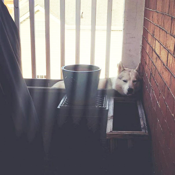 Because Apparently Eros New Thing Is Napping In The Unused Planter Box