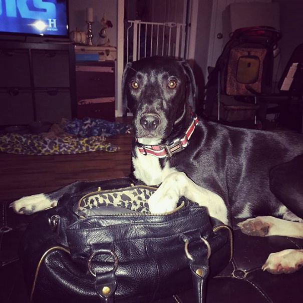 My Good Boy, Gaston Has Turned To A Life Of Crime. He Was Caught Red Pawed Sneaking Into