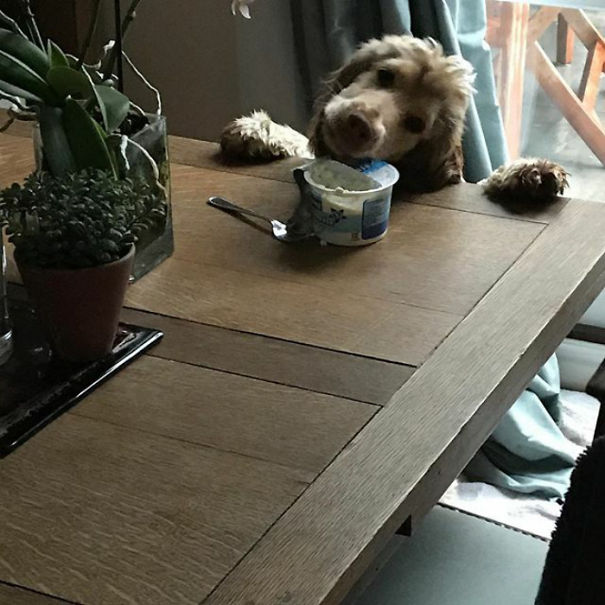 Caught Red Handed Eating The Cottage Cheese