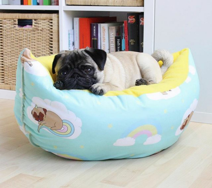 These Two Pugs Have The Hardest Job...