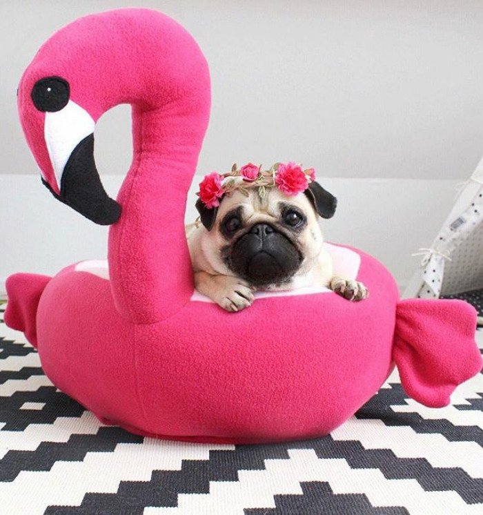 These Two Pugs Have The Hardest Job...