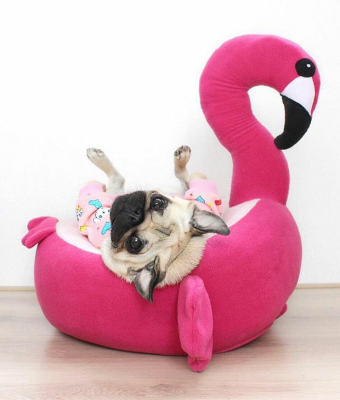 These Two Pugs Have The Hardest Job...