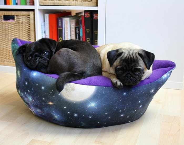 These Two Pugs Have The Hardest Job...