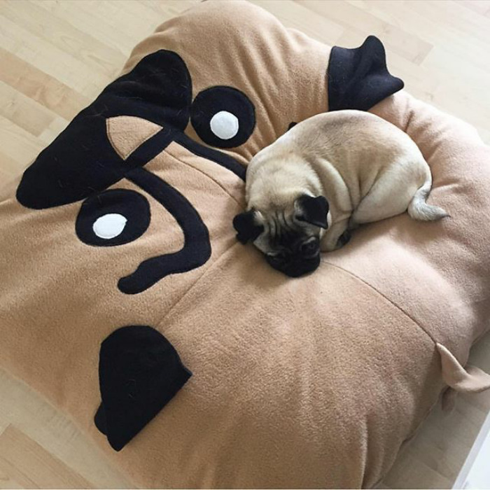 These Two Pugs Have The Hardest Job...