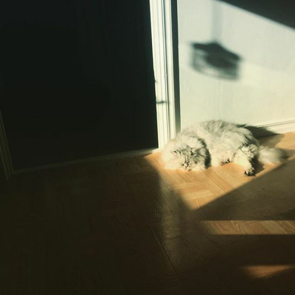 Sun Cat