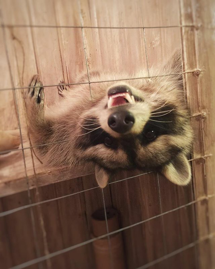 Adorable-cute-raccoons