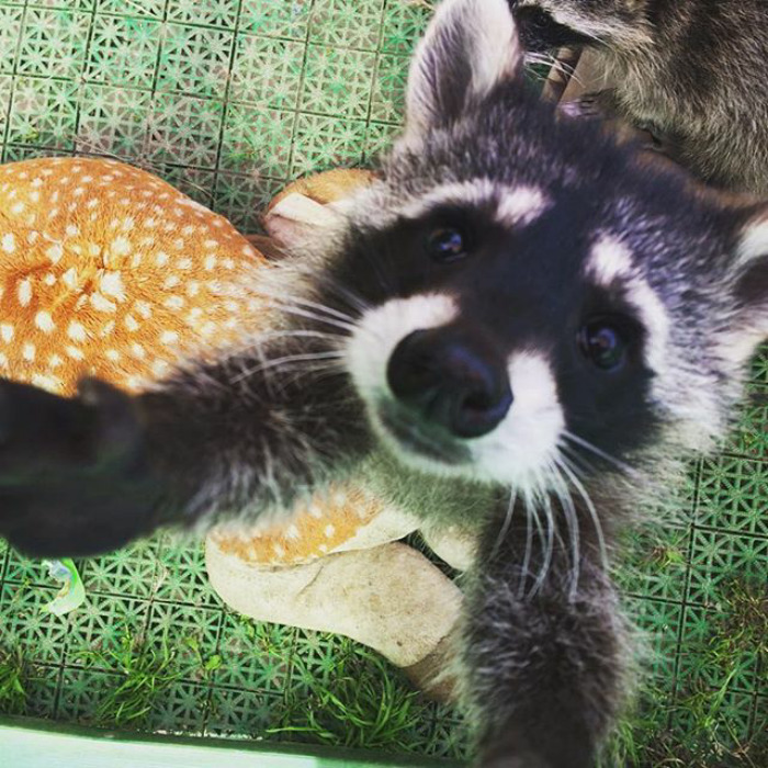 Adorable-cute-raccoons