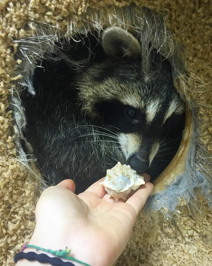 Adorable-cute-raccoons