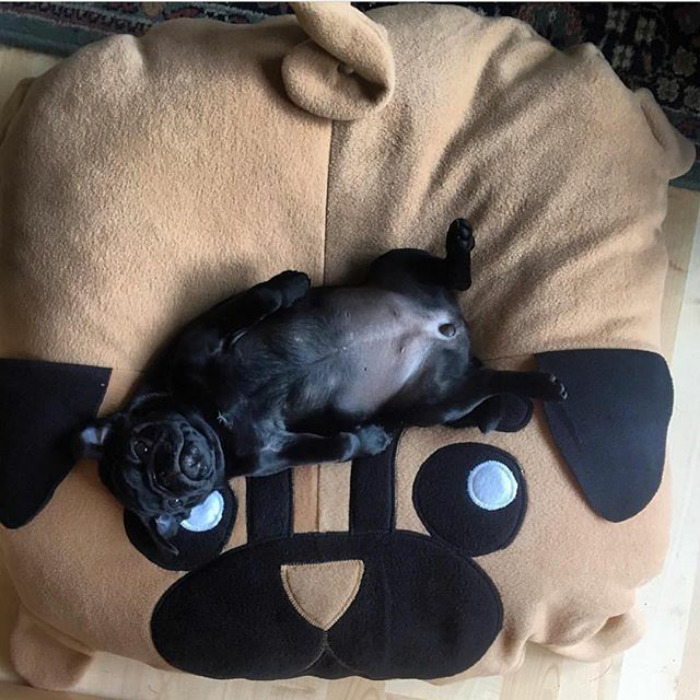 These Two Pugs Have The Hardest Job...