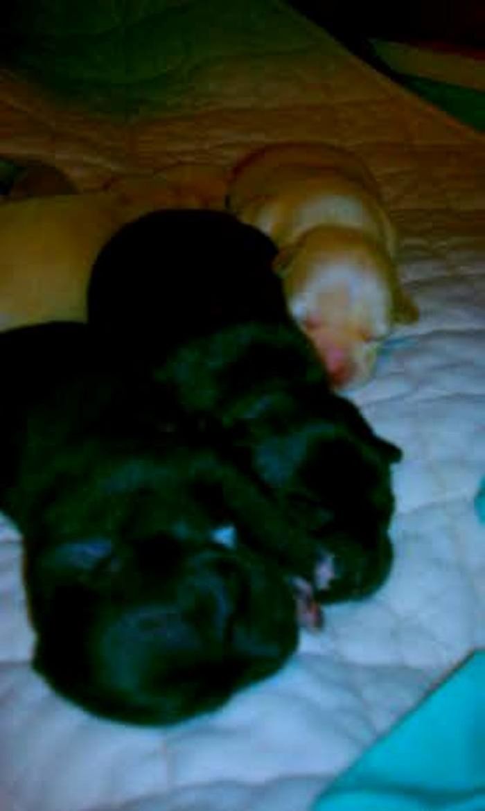 Litter Of 6 Girls Born November 2012