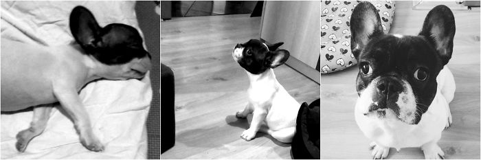 From A Rabbit To A Dog. Oscar.