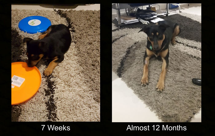 Beautiful Bailey Boy When We Got Him And 2 Days Ago After His Op