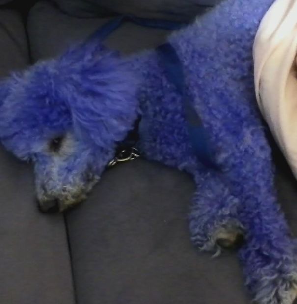 Too Many Blueberries.