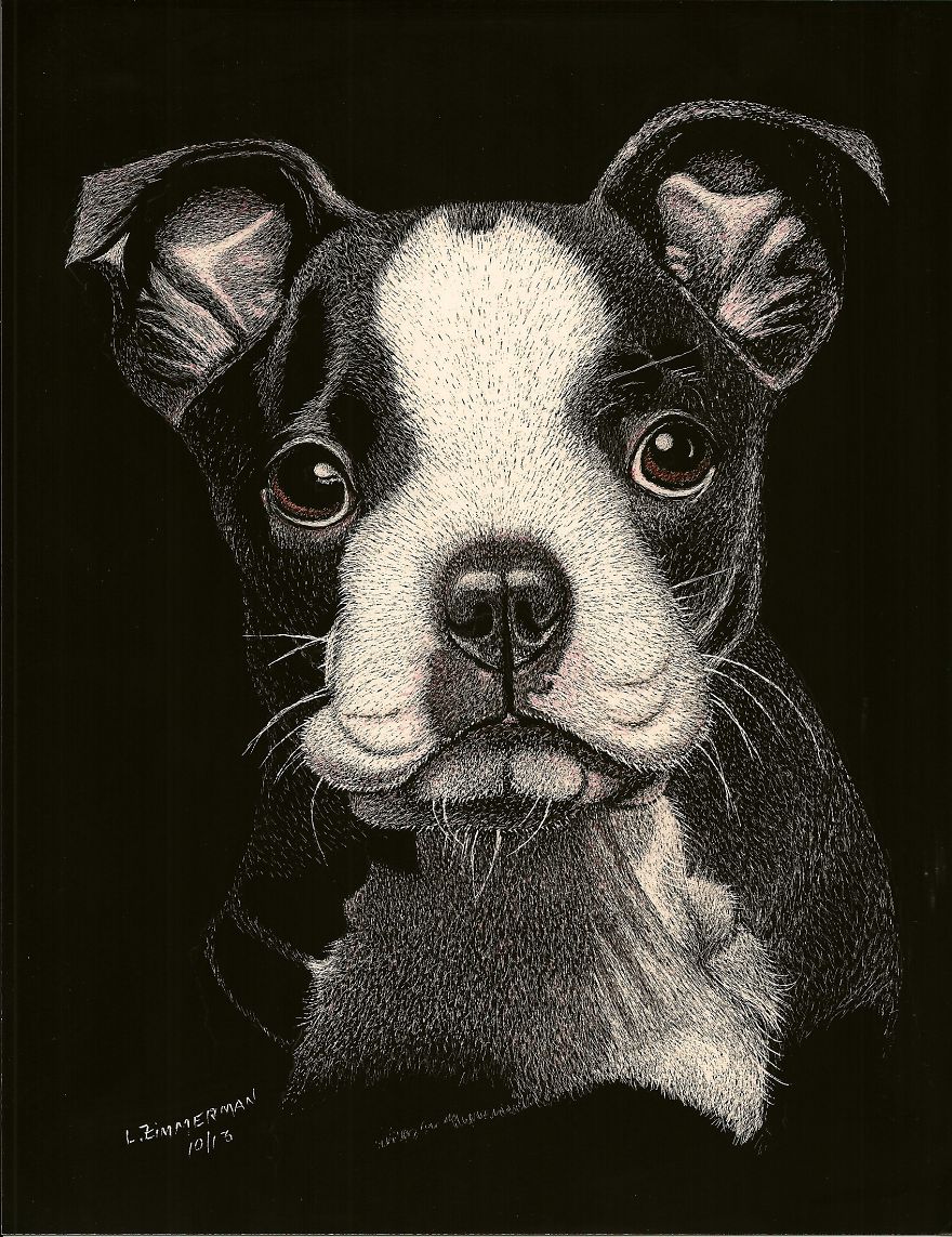 Nothing But Cuteness On A Face Like This! A 3 Months Old Boston Terrier Pup - An Original Scratch Board Art. - Www.luzimmscratchart.com Nothing But Cuteness On A Face Like This! A 3 Months Old Boston Terrier Pup - An Original Scratch Board Art. - Www.luzimmscratchart.com