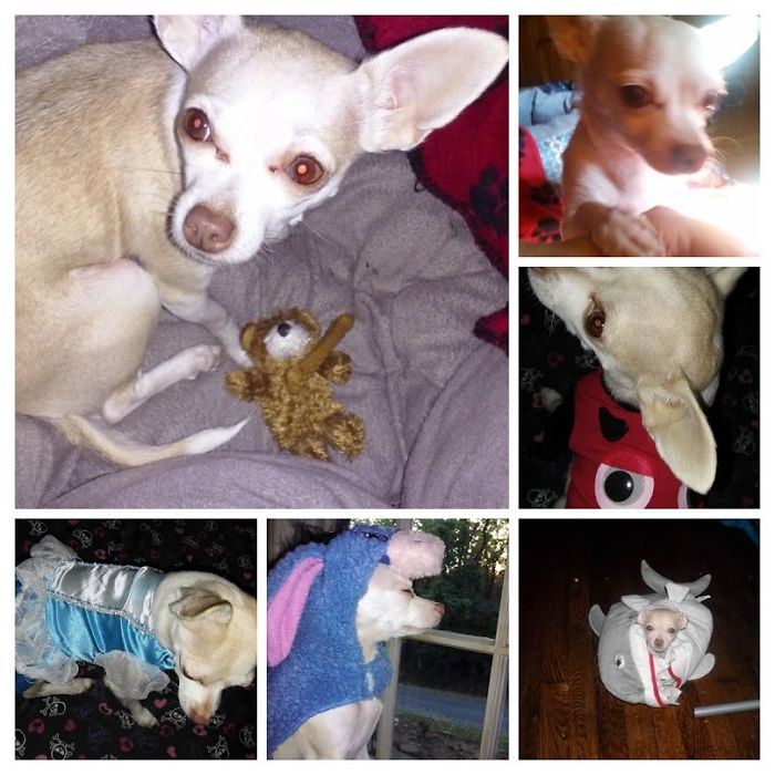 Buttercup 6 Years Old Now :)